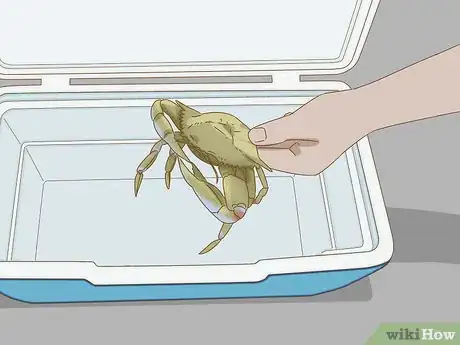 Image titled Keep Blue Crabs Alive Step 10