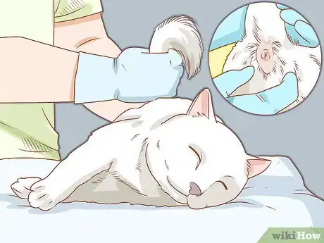 Image titled Diagnose and Treat Anal Gland Disease in Cats Step 12
