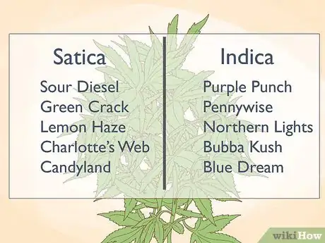 Image titled Tell the Difference Between Indica and Sativa Step 1