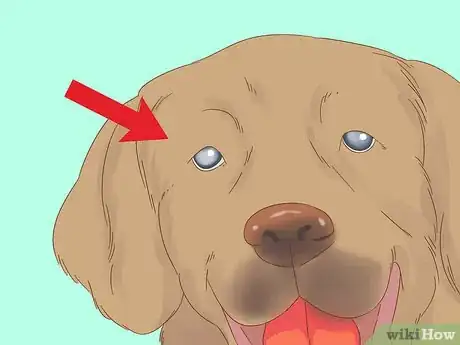 Image titled Detect Diabetes in Dogs Step 6