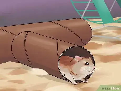 Image titled Have Fun With Your Hamster Step 12
