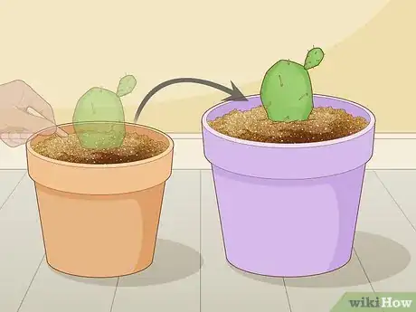 Image titled Root Cactus Step 12