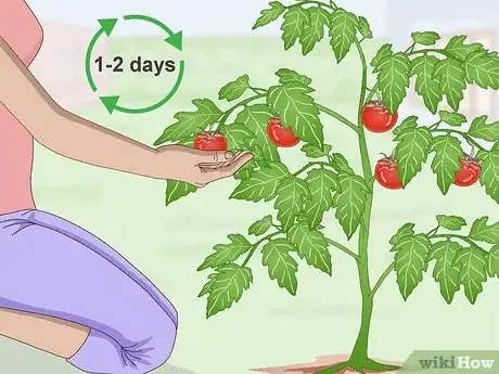 Image titled Pick Tomatoes Step 2