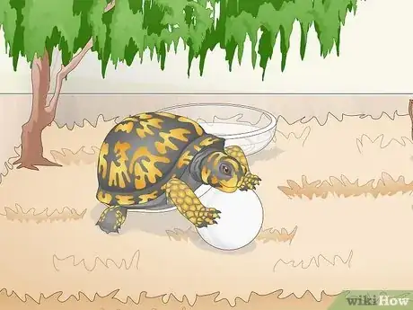 Image titled Care for an Eastern Box Turtle Step 17