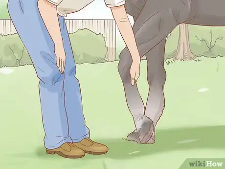 Image titled Identify a Hoof Abscess in Horses Step 8
