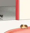 Keep Guinea Pigs when You Have Cats
