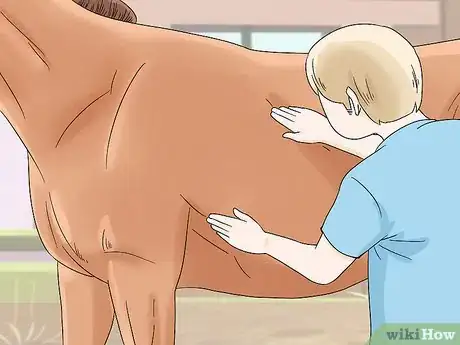 Image titled Treat Edema in Horses Step 3