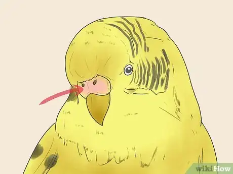 Image titled Identify Your Budgie's Gender Step 3
