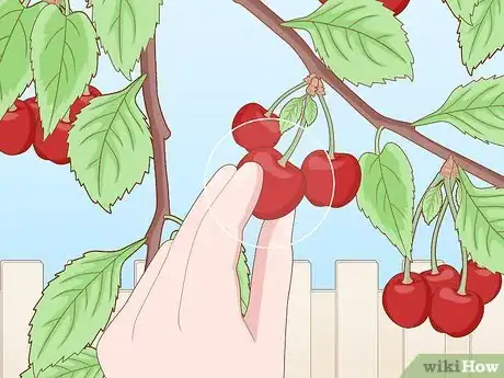 Image titled Pick Cherries Step 7