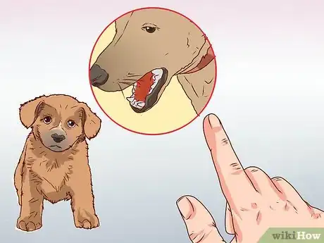 Image titled Hide a Pet from Your Parents Step 10