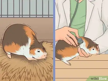 Image titled Care for a Pregnant Guinea Pig Step 26