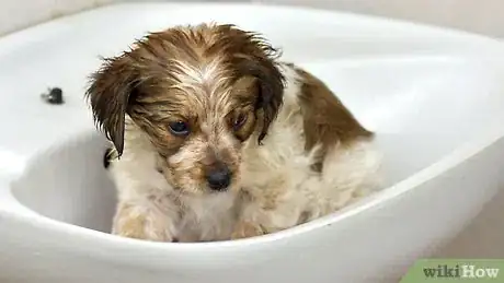 Image titled Bathe a Puppy for the First Time Step 11