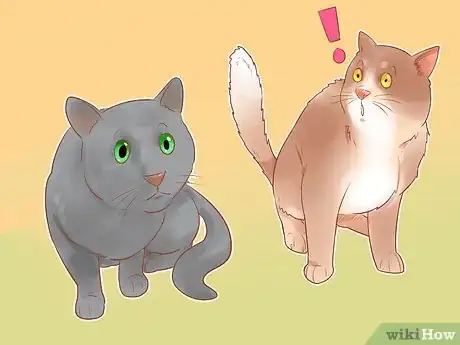 Image titled Identify Cats Step 5