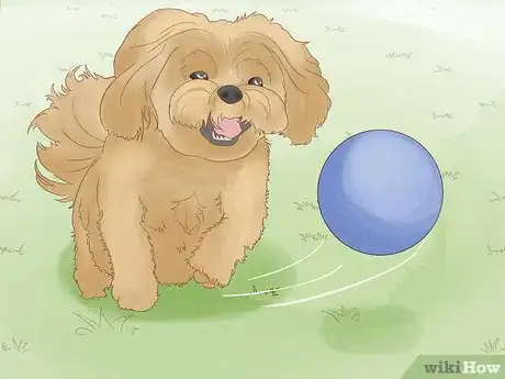 Image titled Identify a Shih Tzu Step 9