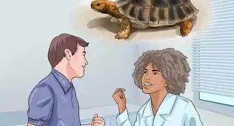Sex Tortoises