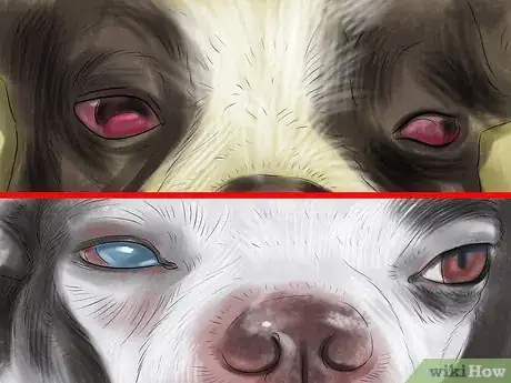 Image titled Diagnose Eye Problems in Boston Terriers Step 3