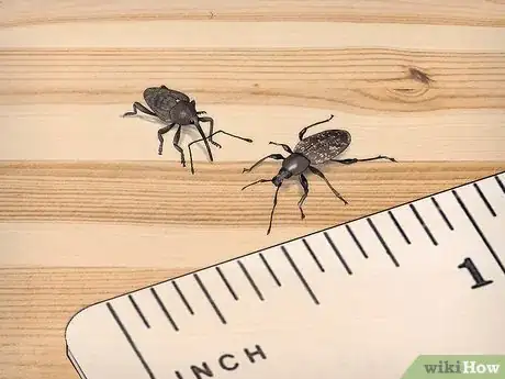 Image titled Prevent Weevils from Invading Your Pantry Step 1