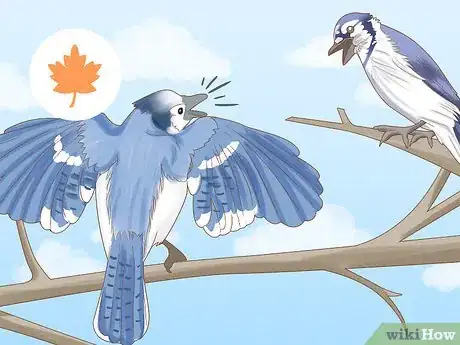 Image titled Attract Blue Jays Step 10