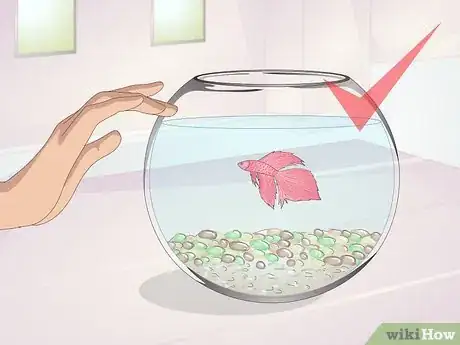 Image titled Teach Your Betta to Jump Step 1