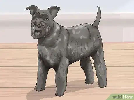 Image titled Identify a Miniature Schnauzer Step 6