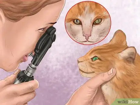 Image titled Diagnose Feline Cataracts Step 2
