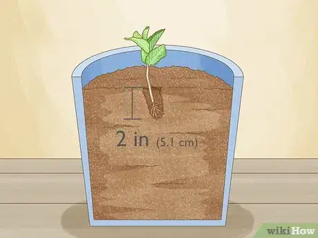 Image titled Grow Mint from Cuttings Step 5