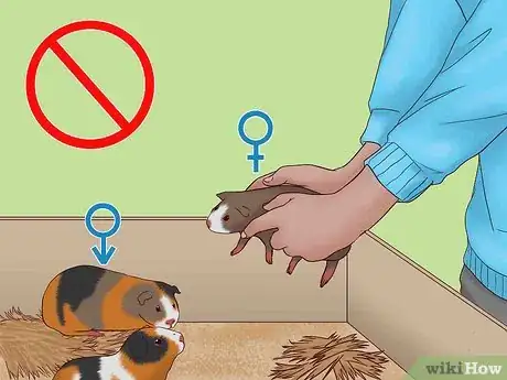 Image titled Care for a Pregnant Guinea Pig Step 47