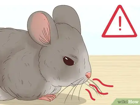 Image titled Help a Choking Chinchilla Step 3