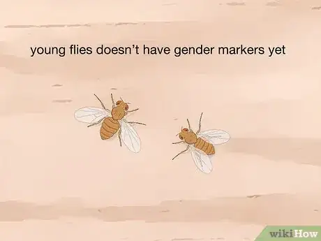 Image titled Distinguish Between Male and Female Fruit Flies Step 4