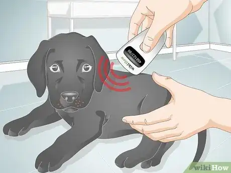 Image titled Take Care of an Injured Stray Puppy Step 18