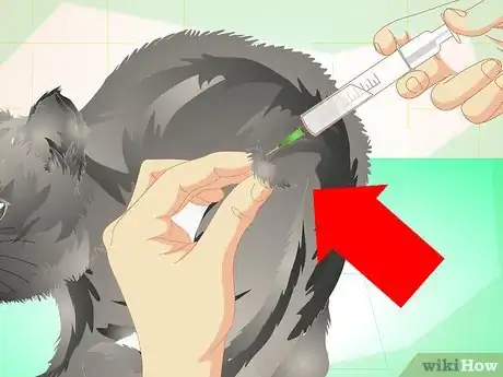 Image titled Get Your Cat Spayed Step 9