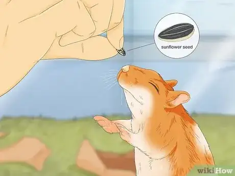 Image titled Train Your Hamster Step 4