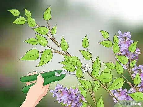 Image titled Prune Lilacs Step 2