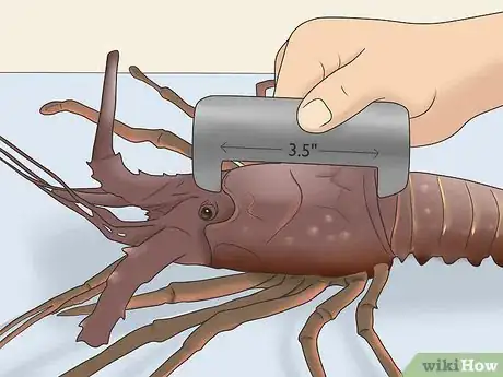 Image titled Catch Lobsters Step 19