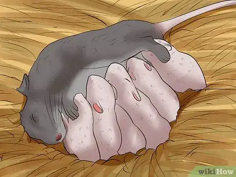 Image titled Care for a Pregnant Pet Rat Step 13