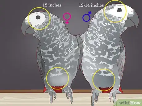 Image titled Tell the Sex of Parrots Step 5