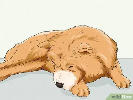 Image titled Identify a Chow Chow Step 13