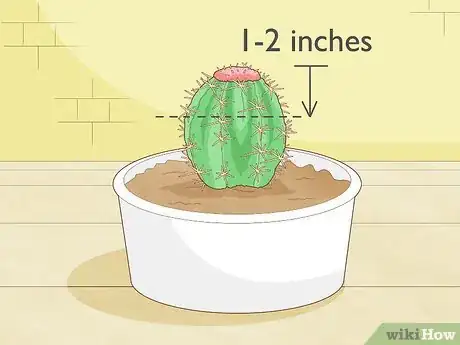 Image titled Propagate a Cactus Step 20