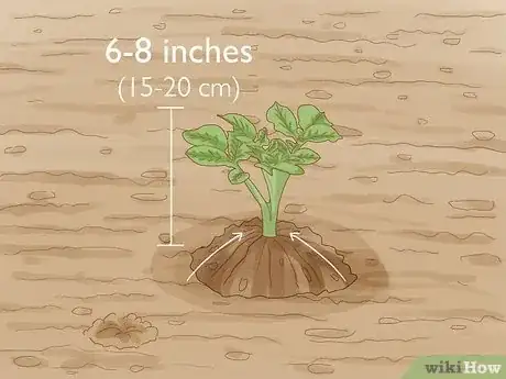 Image titled Potatoes from Seed Step 15