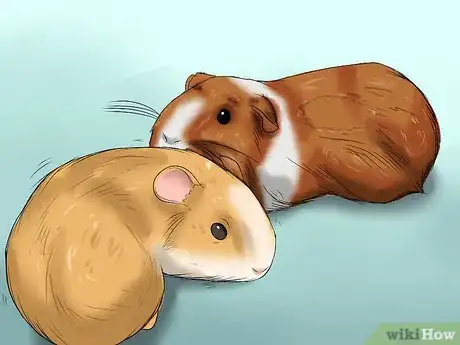 Image titled Convince Your Parents to Buy You a Guinea Pig Step 6