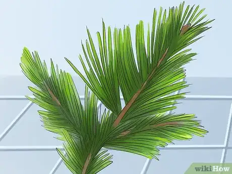 Image titled Identify Pine Trees Step 2