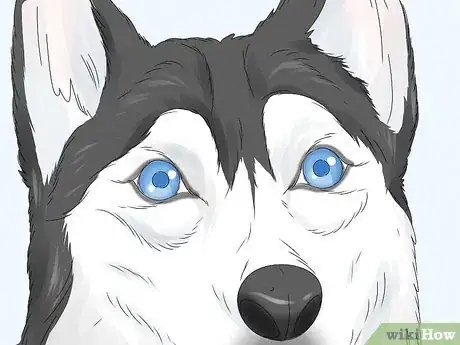 Image titled Identify a Siberian Husky Step 3