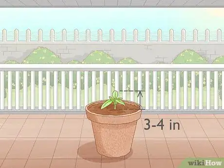 Image titled Grow Big Tomatoes Step 10