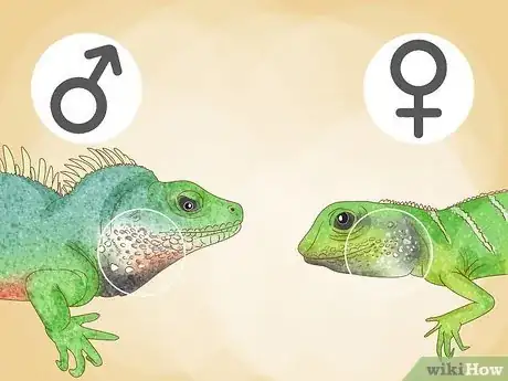 Image titled Tell the Sex of Your Chinese Water Dragon Step 1