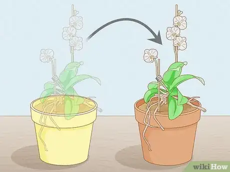 Image titled Save an Orchid from Root Rot Step 4