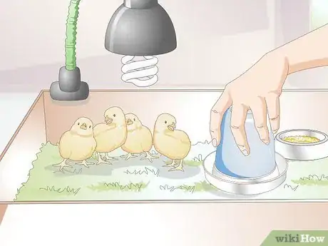 Image titled Look After Baby Chicks Step 8