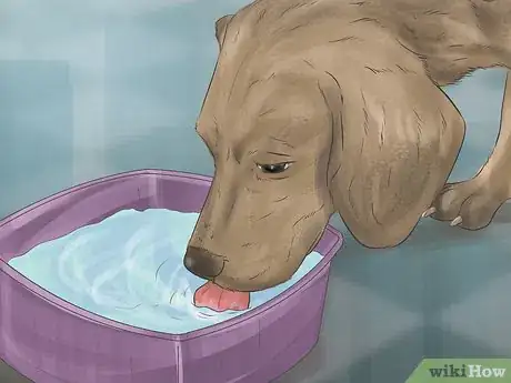 Image titled Treat a Dog's Bladder Infection Step 11