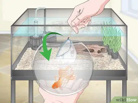 Image titled Clean a Goldfish Tank Step 1