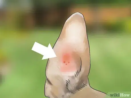Image titled Treat Ear Mites Step 1