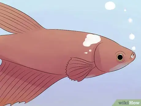 Image titled Cure Betta Fish Diseases Step 4
